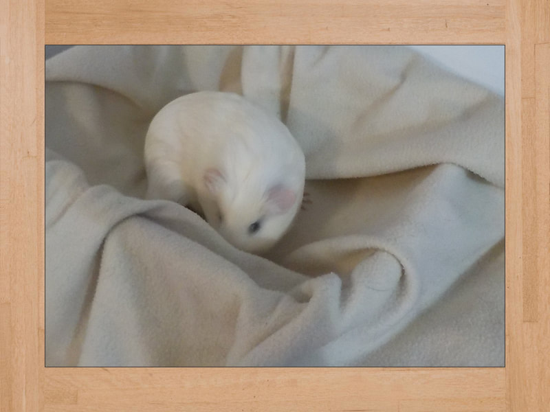 BB #3, cobaya — Octubre 2023