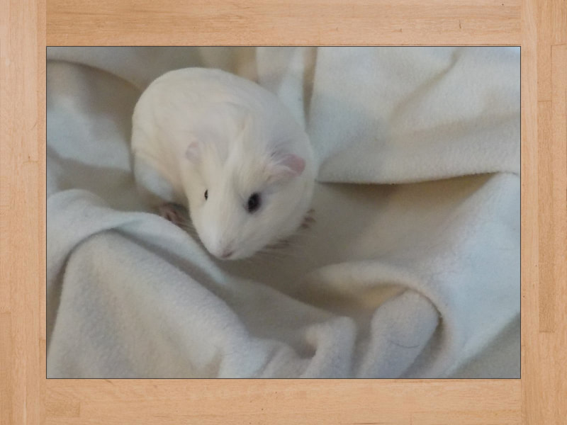 BB #3, cobaya — Octubre 2023 (2)
