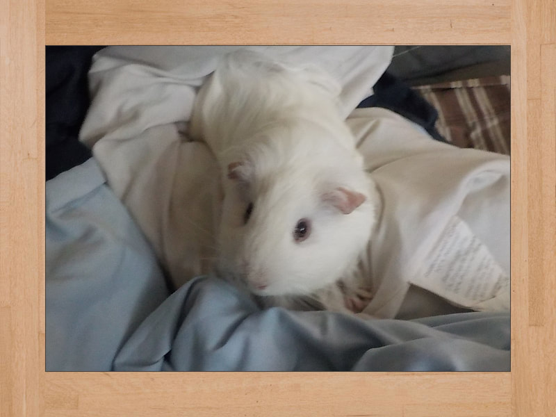 BB #3, cobaya — Julio 2024