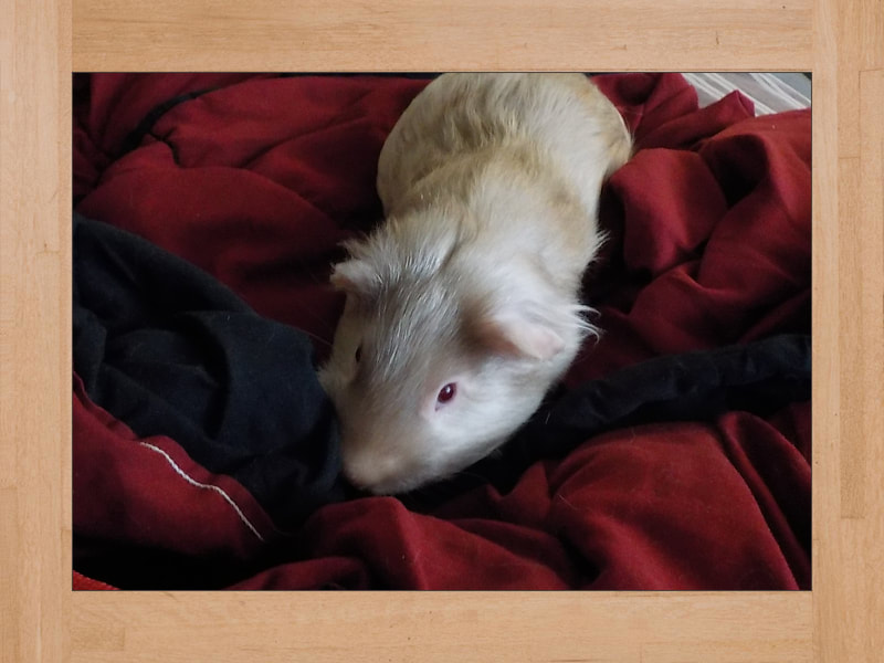 Bob, cobaya — Octubre 2024