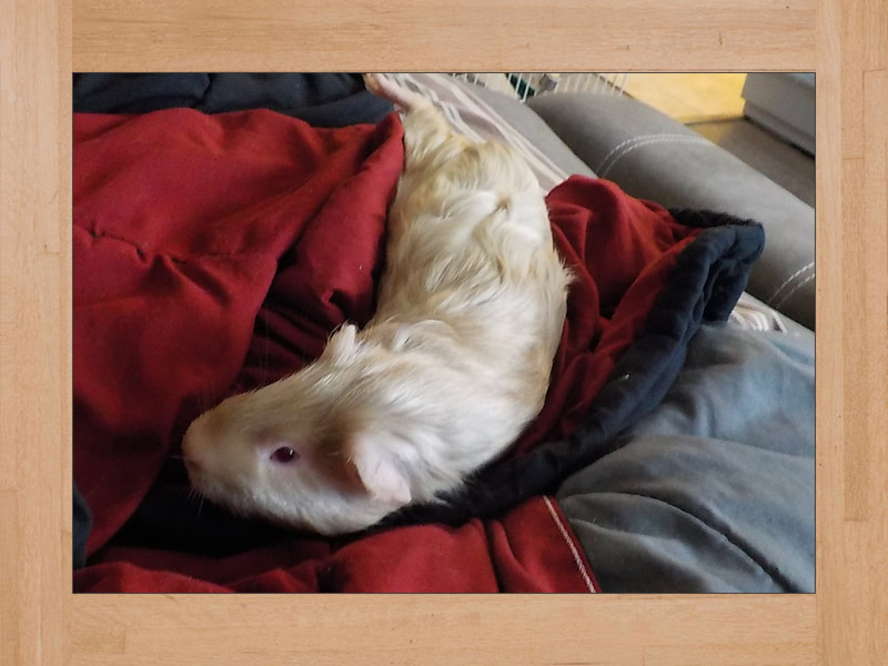 Bob, cobaya — Octubre 2024 (2)