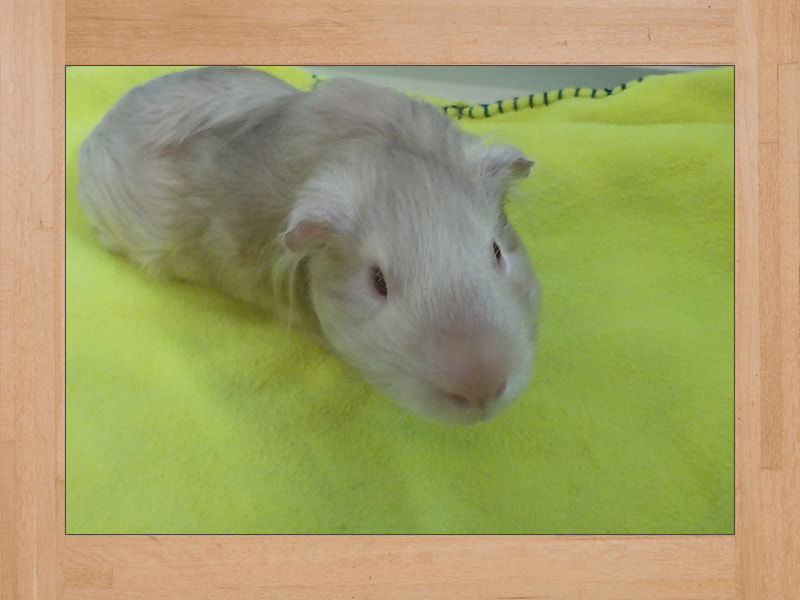 Bob, cobaya — Julio 2024 (2)