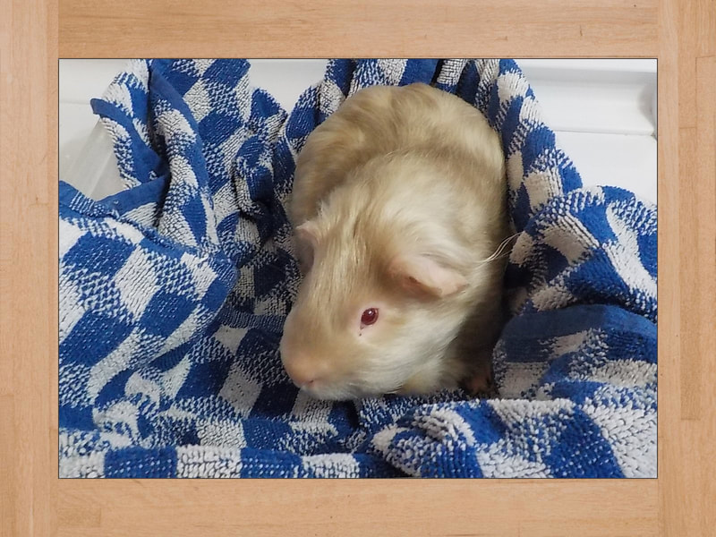 Bob, cobaya — Junio 2025