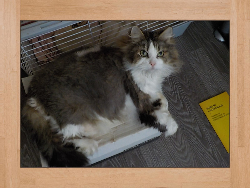 Ti-Coon, gato — Noviembre 2024