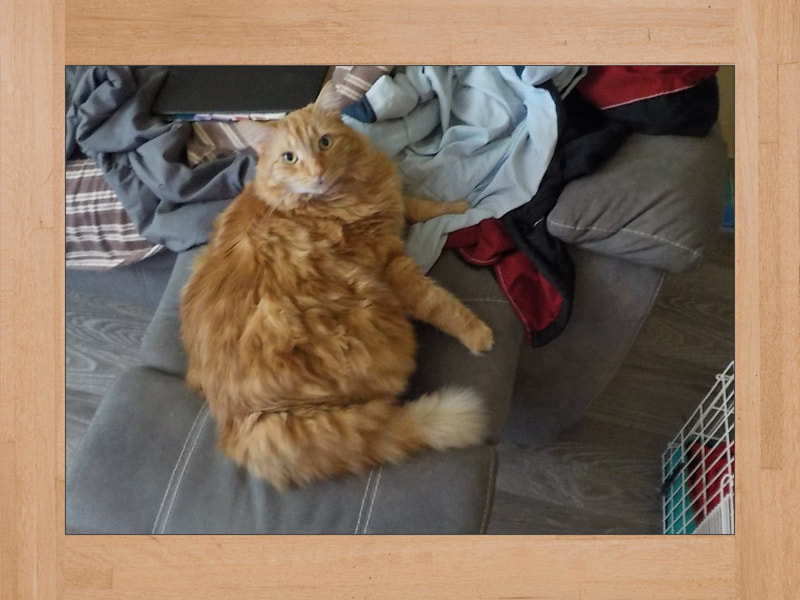 Gus, gato — Julio 2025