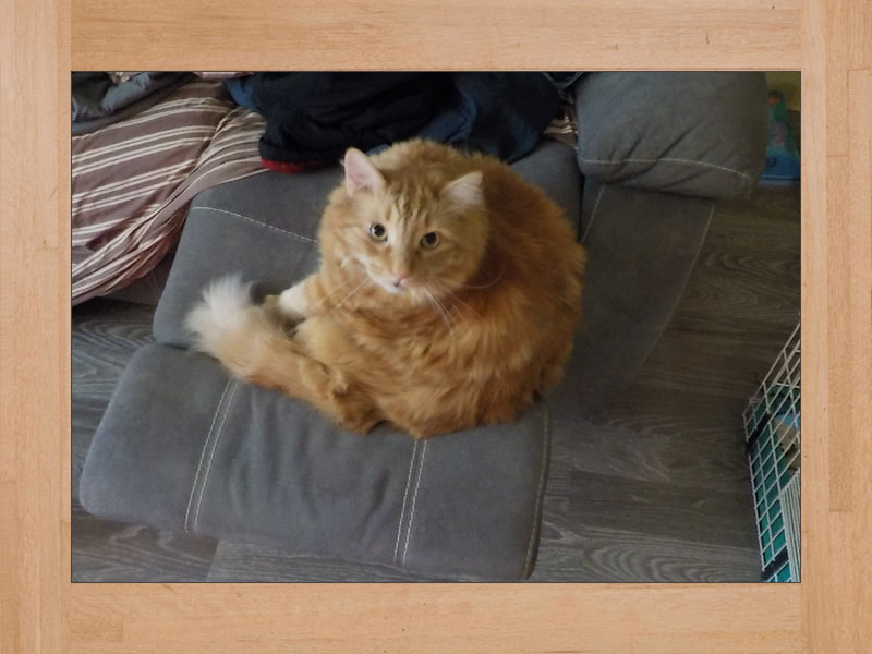 Gus, gato — Junio 2025