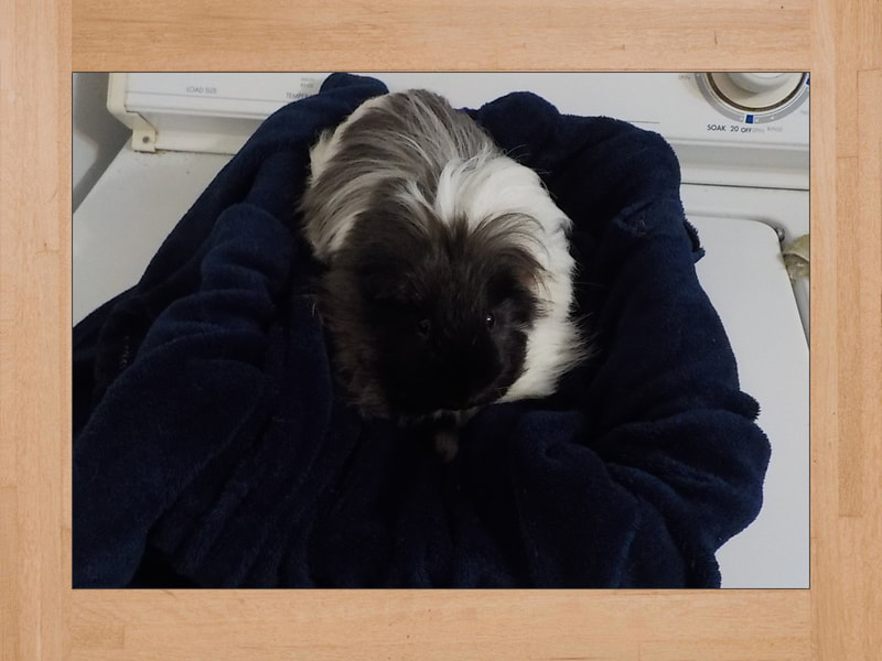 Link Jr, cobaya — Noviembre 2023