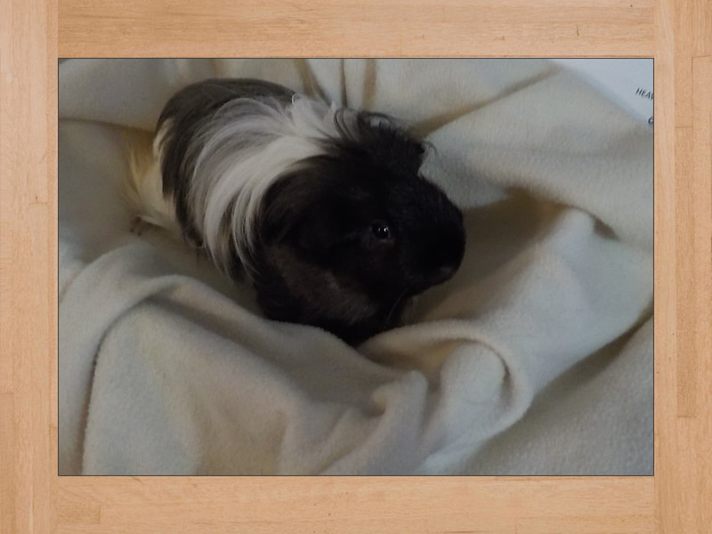 Link Jr, cobaya — Octubre 2023