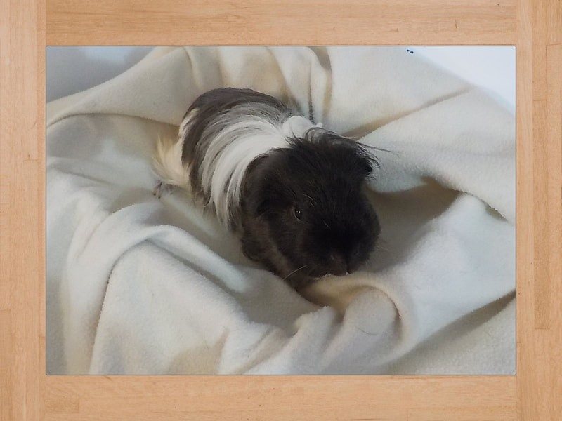 Link Jr, cobaya — Octubre 2023 (2)
