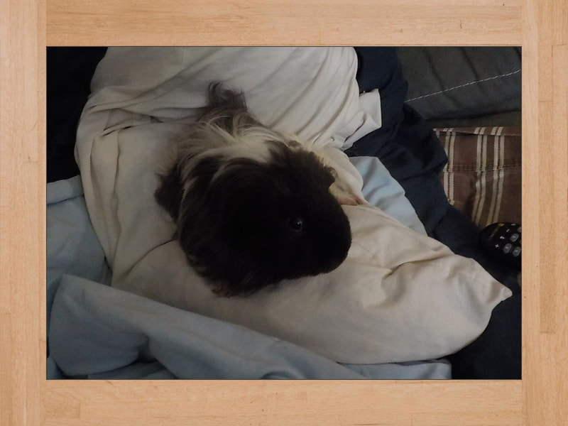 Link Jr, cobaya — Julio 2024