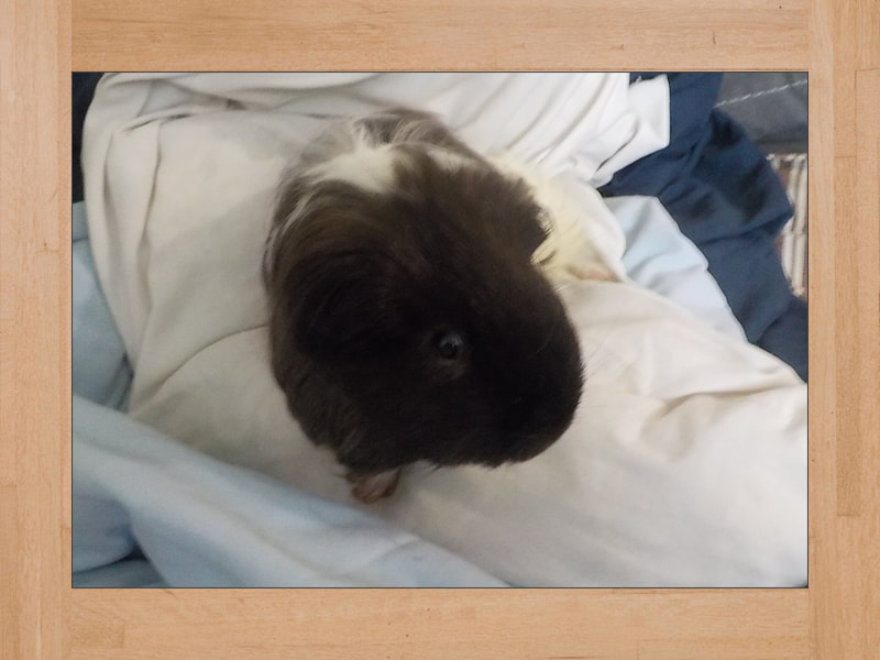 Link Jr, cobaya — Julio 2024 (2)