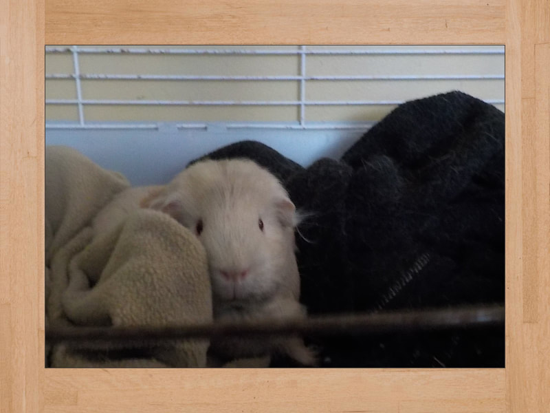 Shya, cobaya — Noviembre 2024