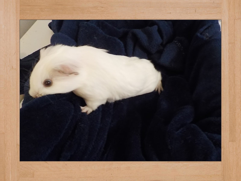 Snow, cobaya — Noviembre 2023