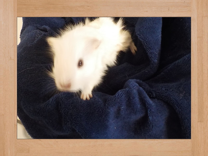 Snow, cobaya — Noviembre 2023 (2)