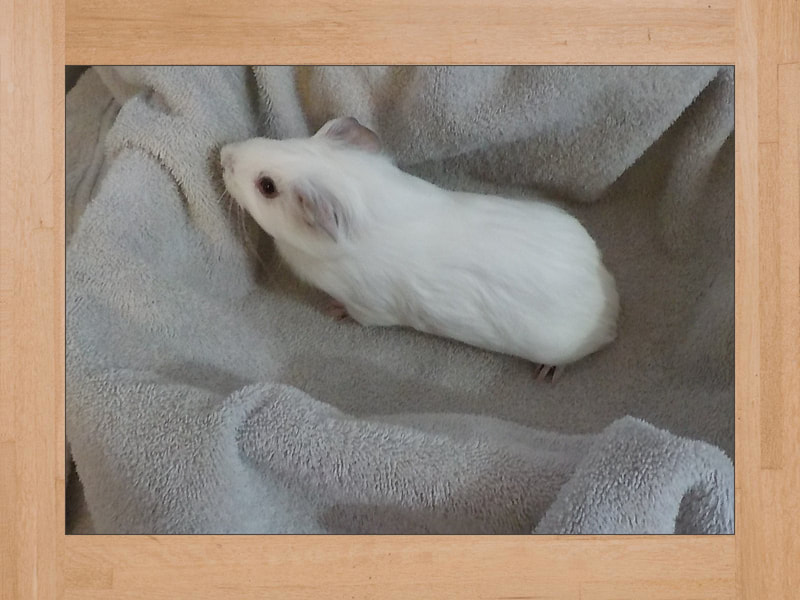 Snow, cobaya — Julio 2024