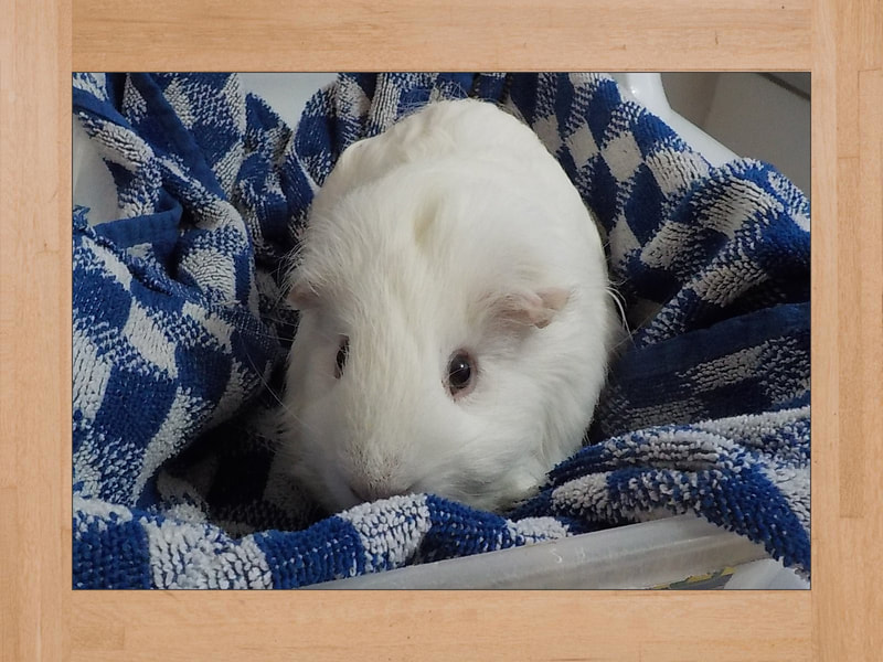 Snow, cobaya — Junio 2025