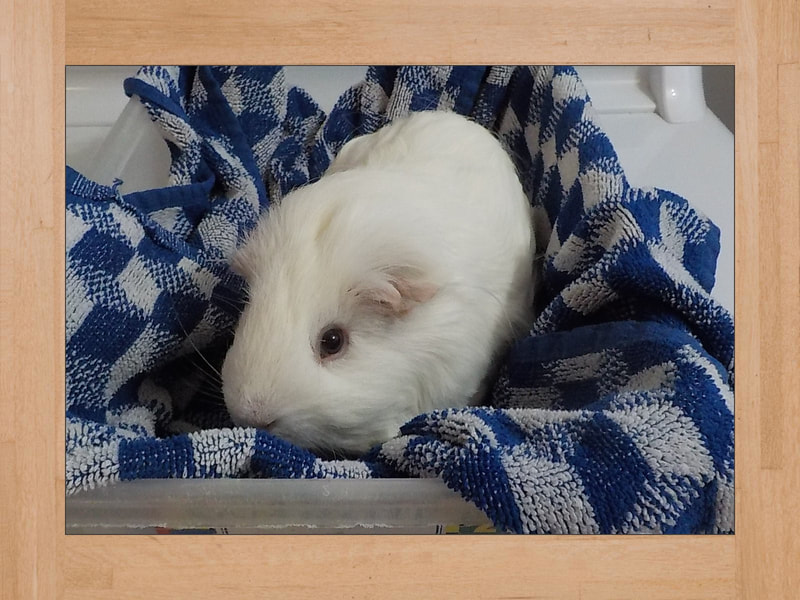 Snow, cobaya — Junio 2025 (2)